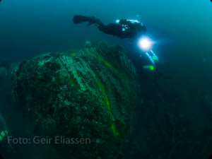 Bussard_Bonndilten 2013