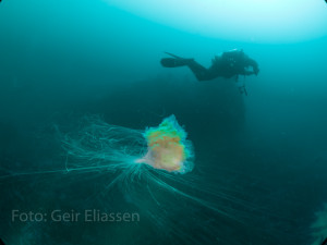 Bussard_Bonndilten 2013